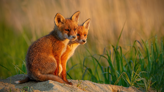 Red fox, vulpes vulpes, little cubs near den sitting close together. Cute little wild predators in natural environment. Animal family in nature.