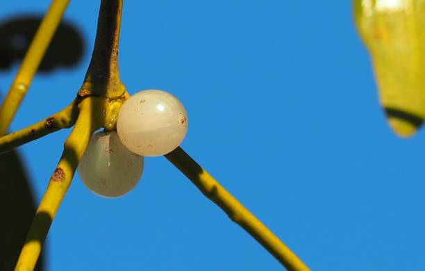 istock Mistletoe berry, two, at the branch 1134878078