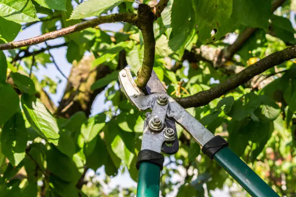 Tree is cut with pruning shears