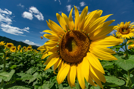 japan sunflower summer view