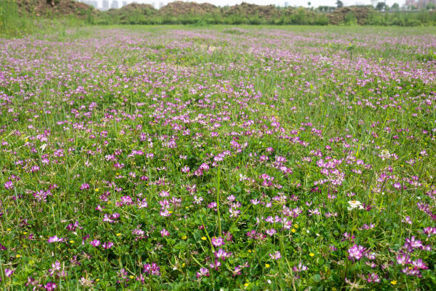 chinese milk vetch
