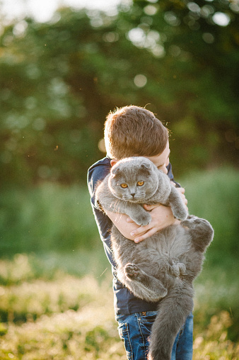 The boy holding, hugging in hands and playing with a gray cat in sunlight summer park. Portrait of a handsome little guy in the evening sun light. Son standing at sunset. The concept holiday.