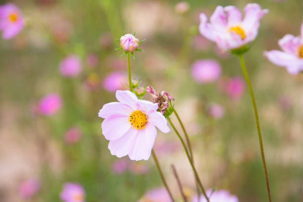 istock Cosmos flower blooming in the field 1134882411