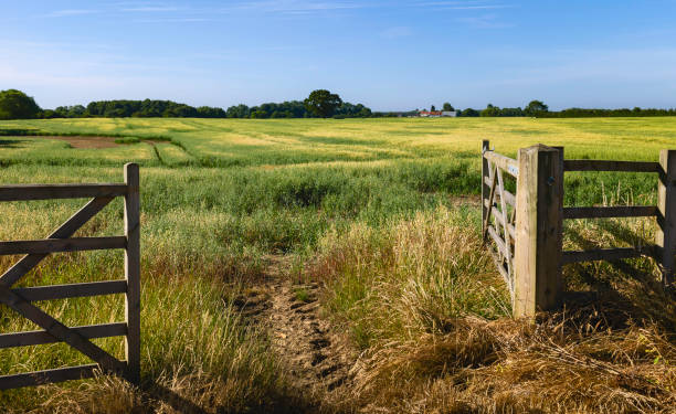 ouvrez la porte dans le domaine de l'avoine en été, beverley, yorkshire, royaume-uni. - tractor farm uk agriculture photos et images de collection