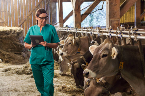 istock Female veterinarian with digital tablet in barn 1134884990