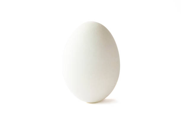 istock Isolated of white duck egg on white background.-Image. 1134885031