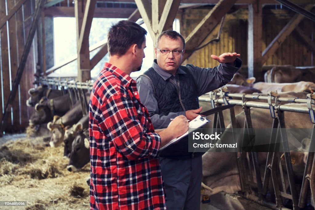 Veterinarian helping farmer with his livestock Farmer and veterinarian talking in a barn with cows in the back. Farmer Stock Photo