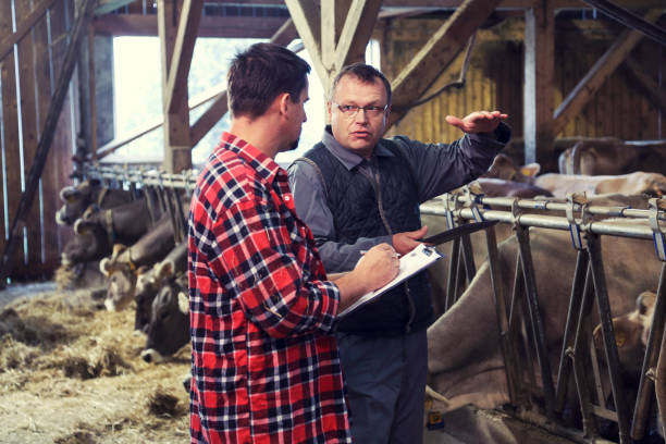 Veterinarian helping farmer with his livestock Farmer and veterinarian talking in a barn with cows in the back. two cows stock pictures, royalty-free photos & images