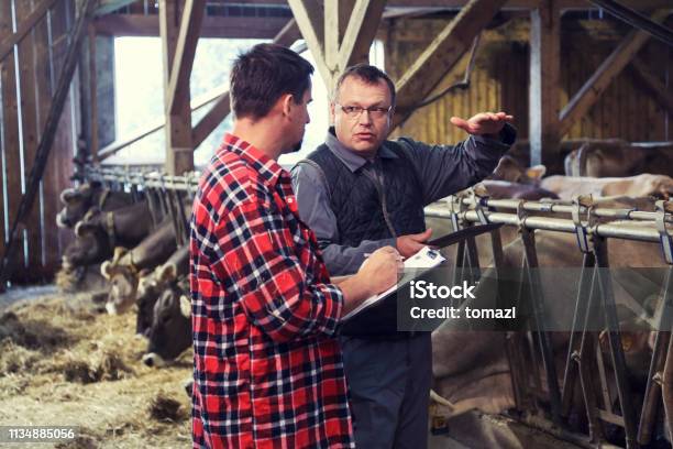 Veterinarian Helping Farmer With His Livestock Stock Photo - Download Image Now - Farmer, Domestic Cattle, Cow