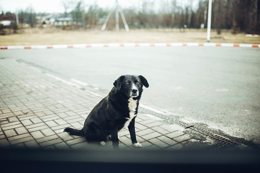 black stray dog on the road sincerely looks and waits for the owner.