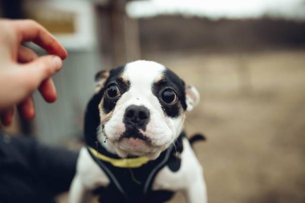 istock spotted French bulldog 1134885291