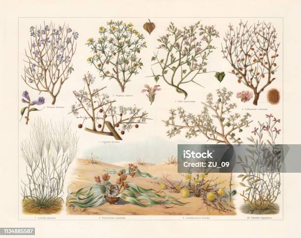 Desert Plants Chromolithograph Published In 1897 Stock Illustration - Download Image Now - Welwitschia, Tree, Botany