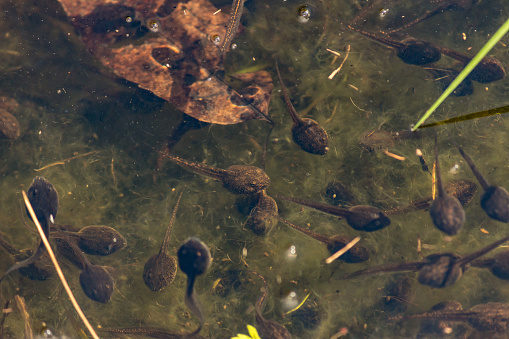 Deploy Frog Polliwogs In A Local Pond Getting Ready To Deploy Into Frogs Springtime ...