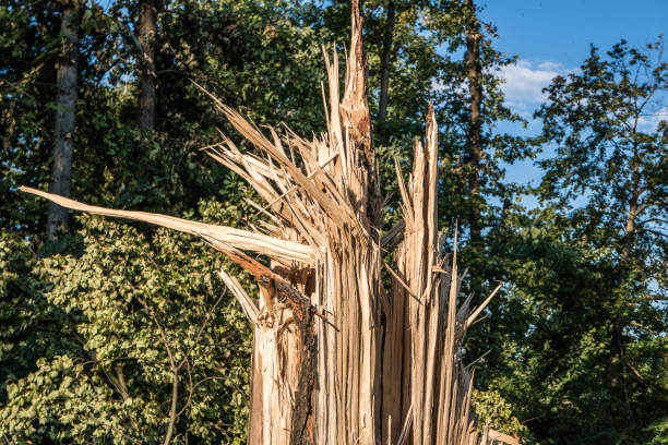 сломанное дерево после шторма - hurricane florida стоковые фото и изображения