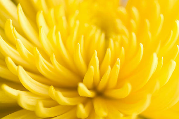 istock macro of yellow chrysanthemum flower 113488808