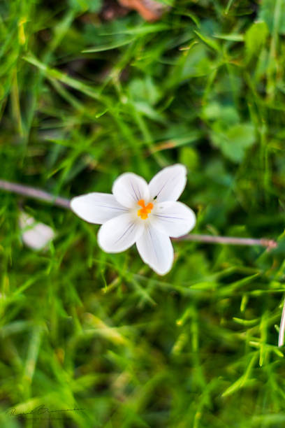 istock Flowers and Blossoms 1134889278