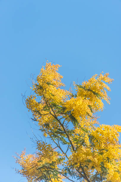 istock Mimosa Flowers Blooming in the Spring 1134889292