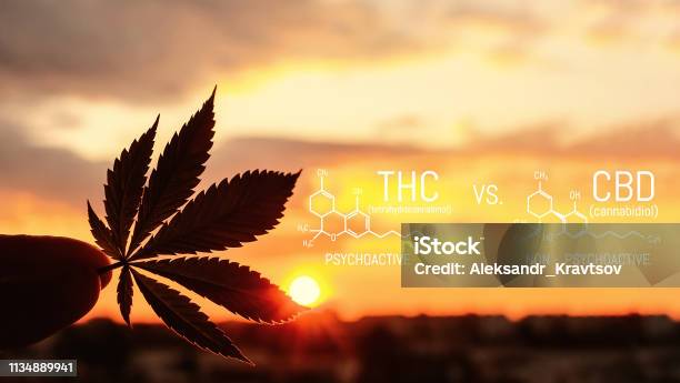 Beautiful Sheet Of Cannabis Marijuana In The Defocus With The Image Of The Formula Thc And Cbd Concept Of Herbal Alternative Medicine Cbd Oil Pharmaceutical Industry Tetrahydrocannabinol And Cannabidiol Marijuana Molecule Stock Photo - Download Image Now