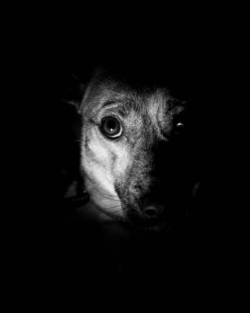 black stray dog
