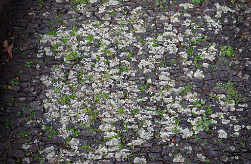 Old cobblestones with lichen outside a church i Funchal, the main city on the Portuguse island Madeira