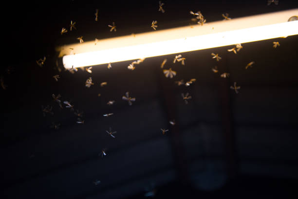 istock blur moth flying in the fire ,the neon light in night time, it's raining time. 1134890992