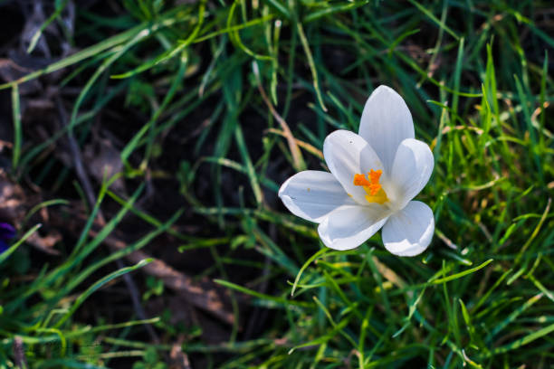 istock Flowers and Blossoms 1134890999