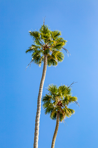 Looking up at two palm trees against a clear blue sky