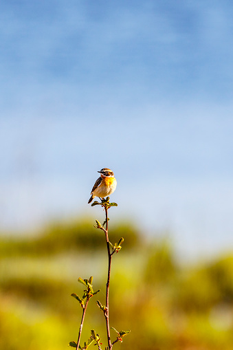 Beautiful Whinchat bird sitting on a tree top and looking in spring