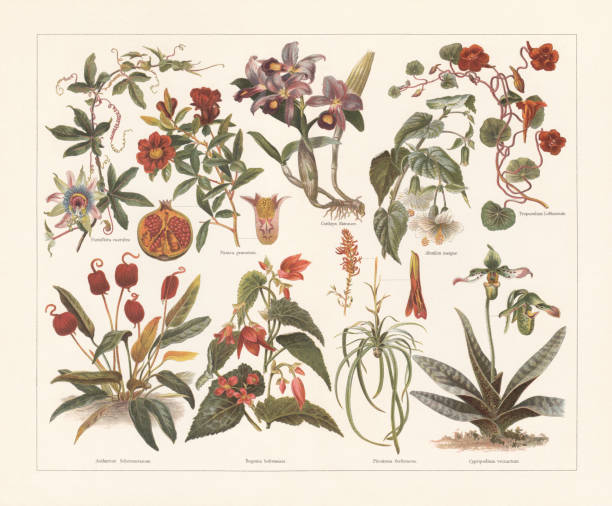 комнатные растения, хромолитограф, опубликованный в 1897 году - pomegranate pomegranite tree tree leaf stock illustrations