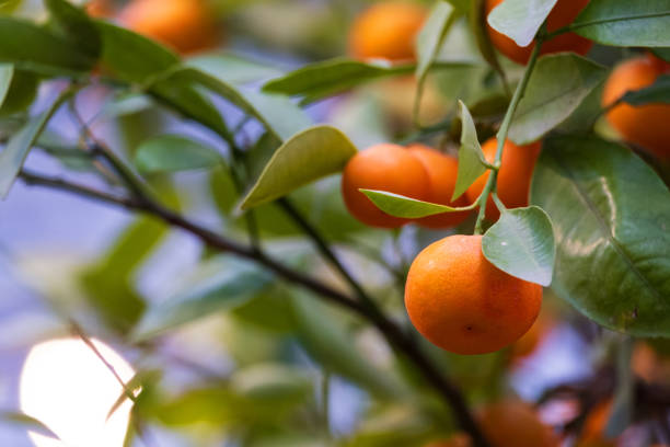 istock Branch with tangerines close-up 1134894587