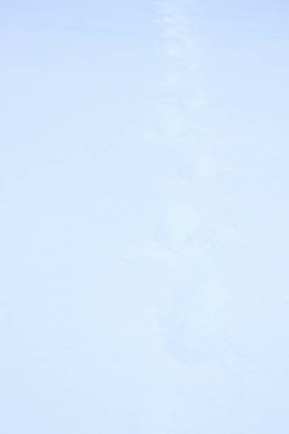 istock Snow steps traces background. Winter snowy texture. Fresh frozen backdrop. 1134895346