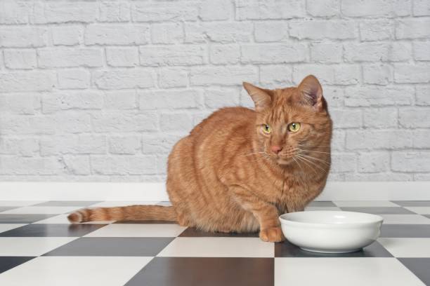 istock Ginger cat sitting beside a food bowl and looking sideways. 1134896838