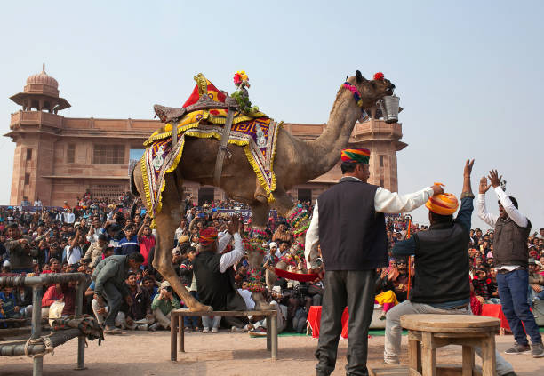 인도 라자 스 탄 축제에서 낙 타 춤 - pushkar camel fair 뉴스 사진 이미지