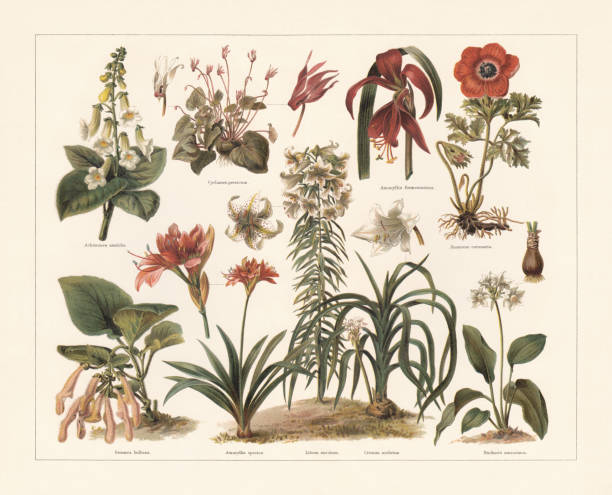 planty doniczkowe, chromolithograf, opublikowane w 1897 - gloxinia stock illustrations