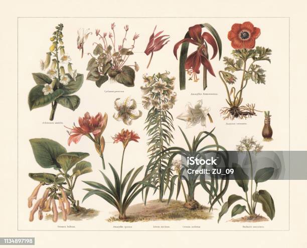 Houseplants Chromolithograph Published In 1897 Stock Illustration - Download Image Now - Botany, Lithograph, Tree