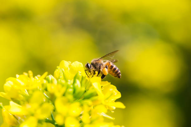 istock Honey bee collecting pollen on canola flower 1134897885