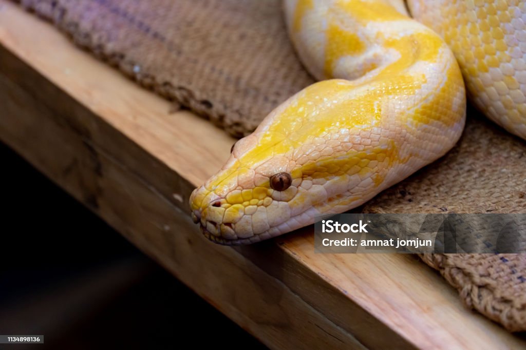 Gold Python Animal Gold Python Reticulated Python Stock Photo - Download Image Now ...