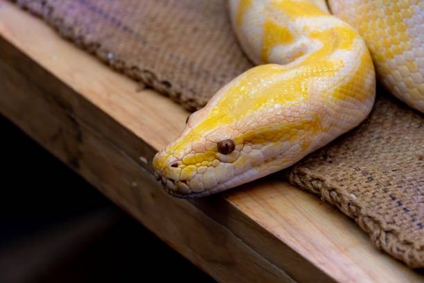 240+ Big Snakes Eating Stock Photos, Pictures & Royalty-Free Images ...