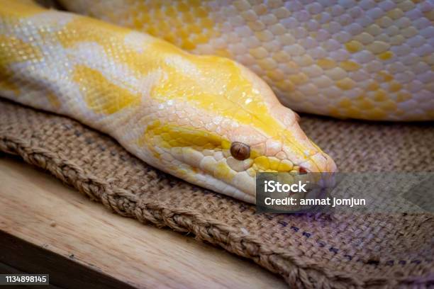 Gold Pythonreticulated Python Stock Photo - Download Image Now - Animal, Animal Body Part, Animal Skin