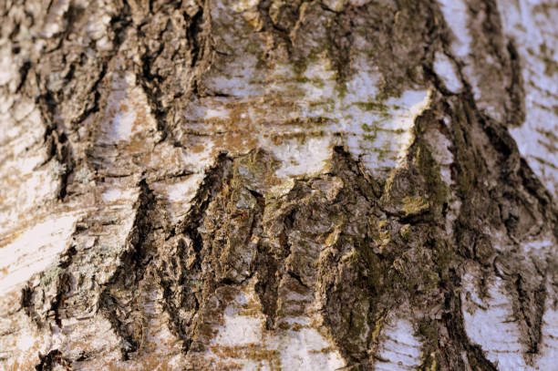 istock Birch tree bark texture and background close up. Brown color toned 1134899696