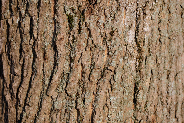 istock Old tree bark texture and background close up. Brown color toned 1134899702