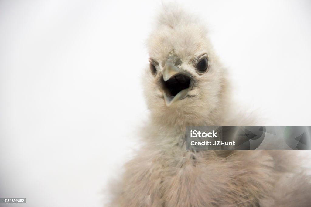 Emoce kuřete Silkie - Bez autorských poplatků Hněv - Negativní emoce Stock fotka Emoce kuřete Silkie - Bez autorských poplatků Hněv - Negativní emoce Stock fotka