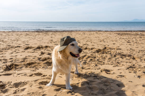 istock Golden Retriever in a Hat on a Mediterranean Beach 1134900314