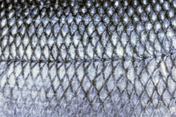 istock Fish scales, natural texture, close-up. Silver color. 1134901320