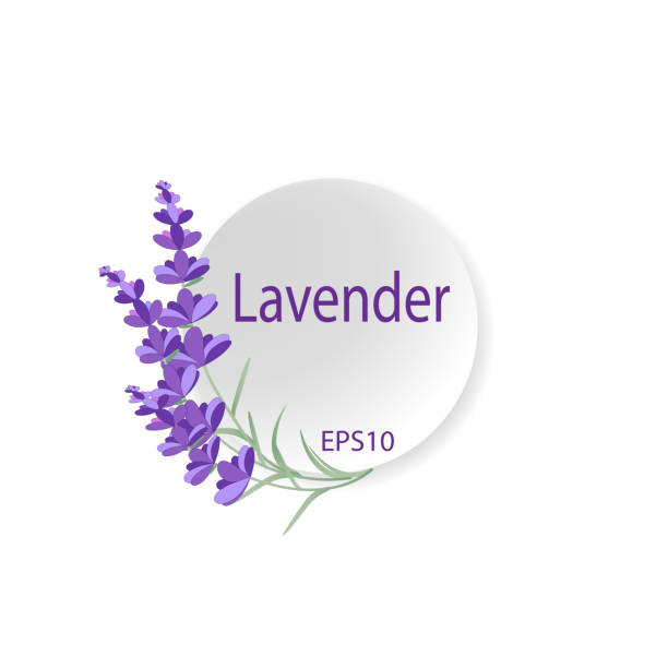 lawendowe tło z miejscem na kopiowanie tekstu. - lavender lavender coloured flower homeopathic medicine stock illustrations