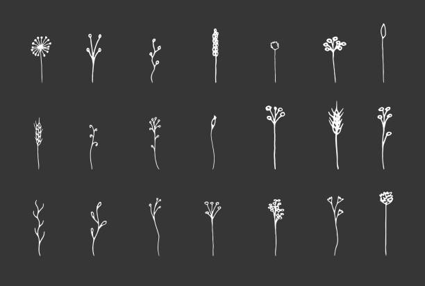 Isolated white hand-drawn herbal set on black chalk board Isolated botanical vector set. Hand drawn white lineart and solid herbs illustrations collection on black chalk board background weed leafs clip art stock illustrations