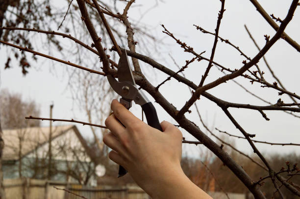 istock pruning trees in the garden - man's hand with shears 1134902930