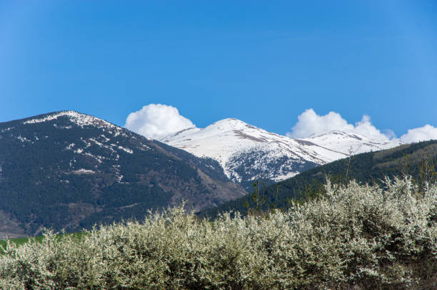 Spring blossom and the snowy peaks in Llivia, Girona, Spain llivia stock pictures, royalty-free photos & images