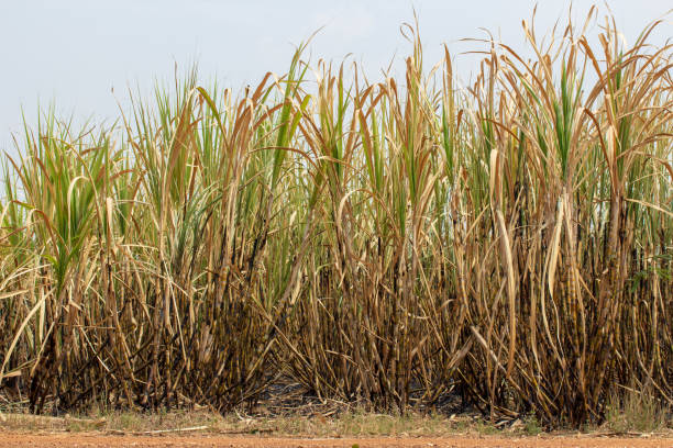 istock sugarcane field is burned for harvesting 1134903857