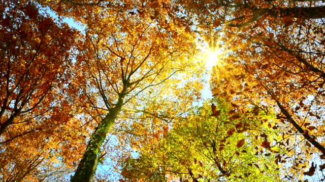 Sunlit treetops and falling autumn leaves
